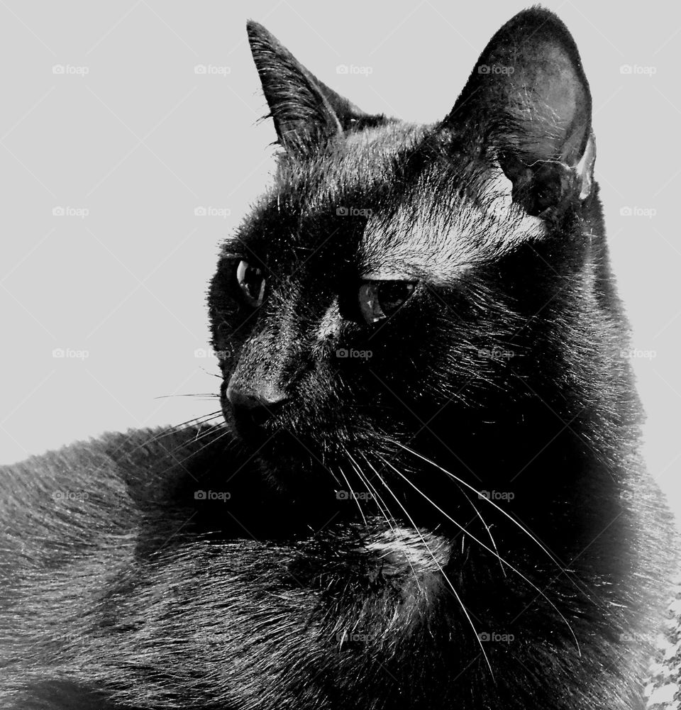 Smelly cat, smelly cat ,What are they feeding you?