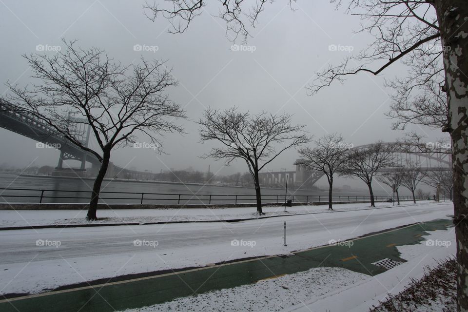 Winter, Snow, Tree, Landscape, Ice