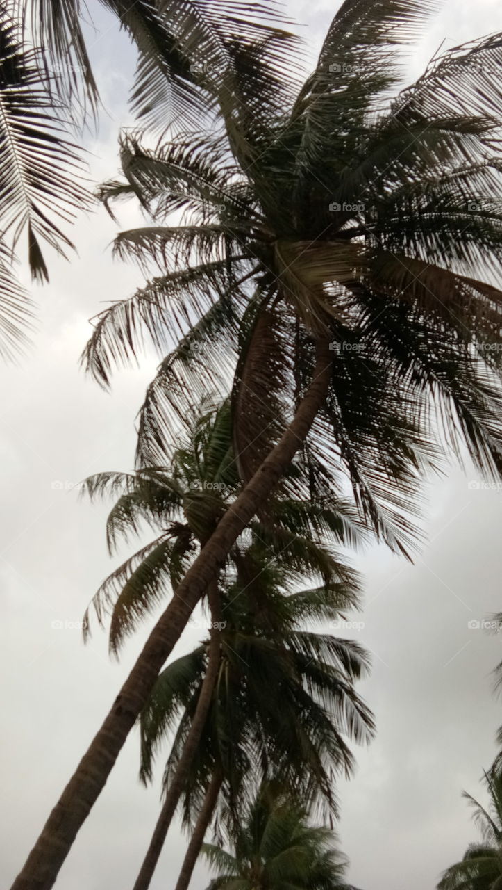 coconut Tree