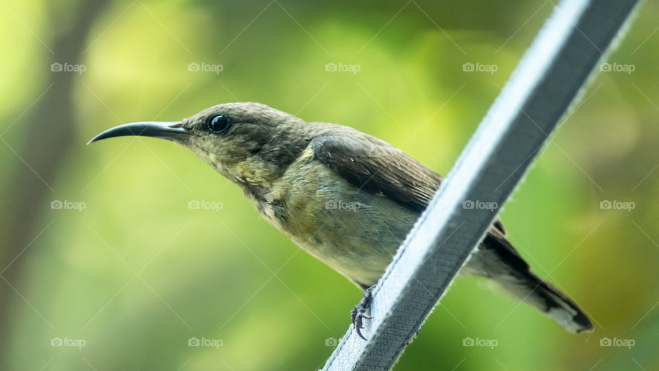 || The Black-throated Sunbird ||
✓full screen view is recommended