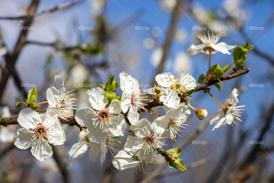 Spring blooming