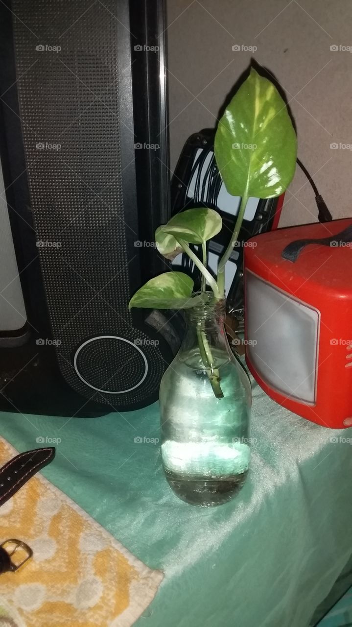 mony plant in home
