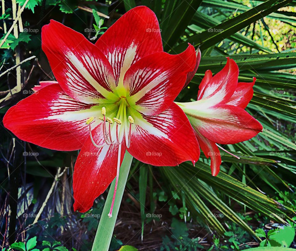 Beautiful red Amaryllis flower.