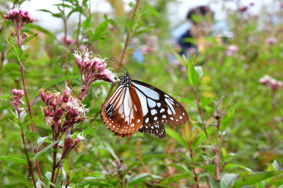 Beautiful butterfly