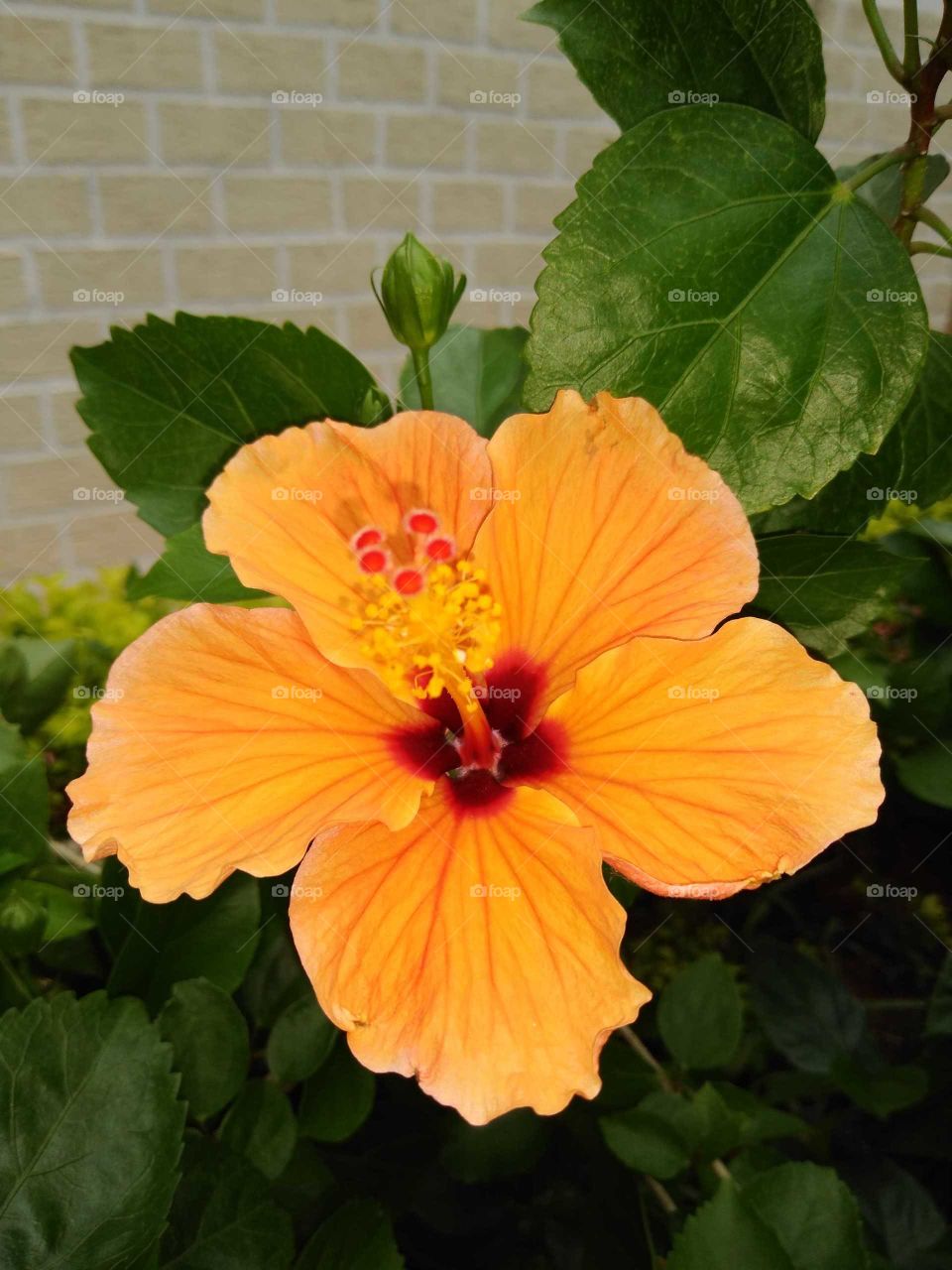 a beautiful orange hibiscus flower in my garden