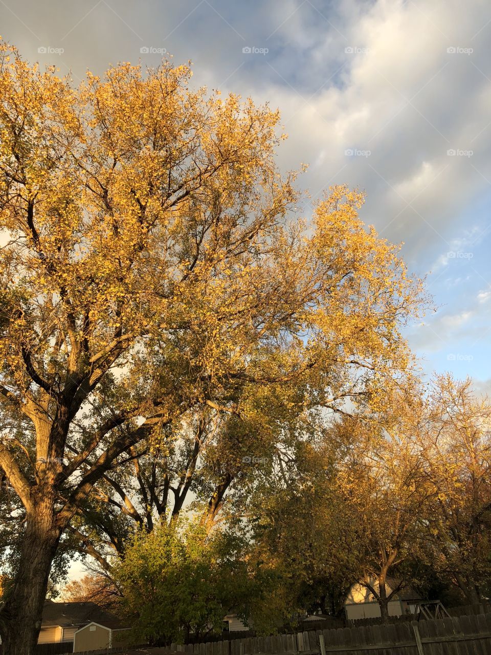 Lovely autumn sky and golden tree