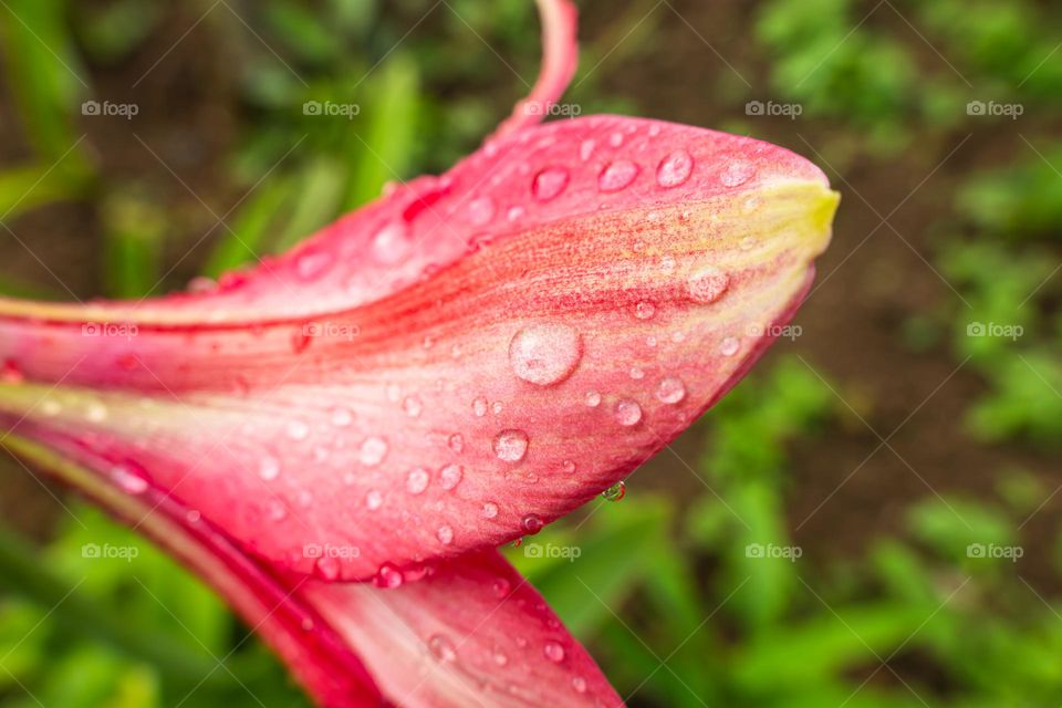 Raindrops on the petal of lily flower