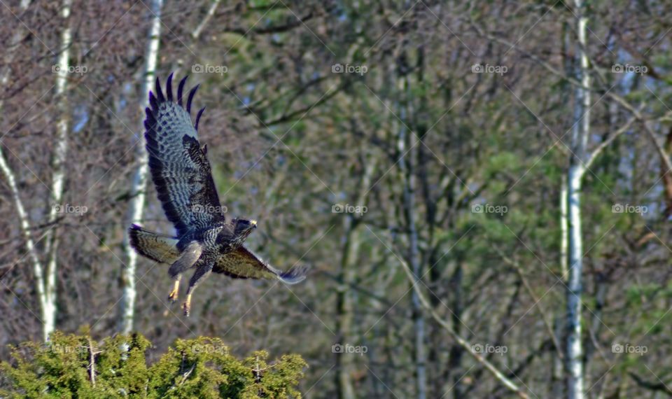 Buzzard flying in forest