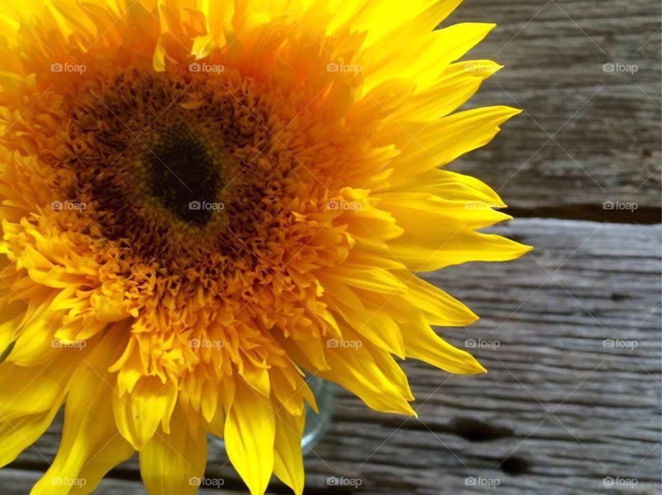 Sunflower Bloom and Wood