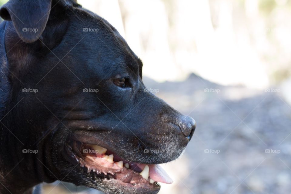 Staffy Profile