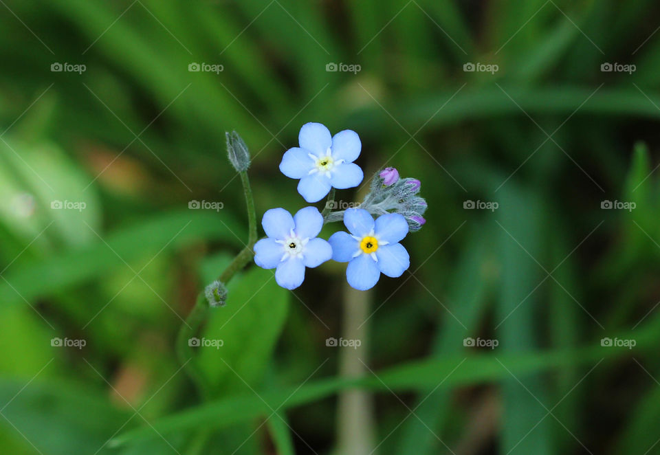 Spring blue flower, close up