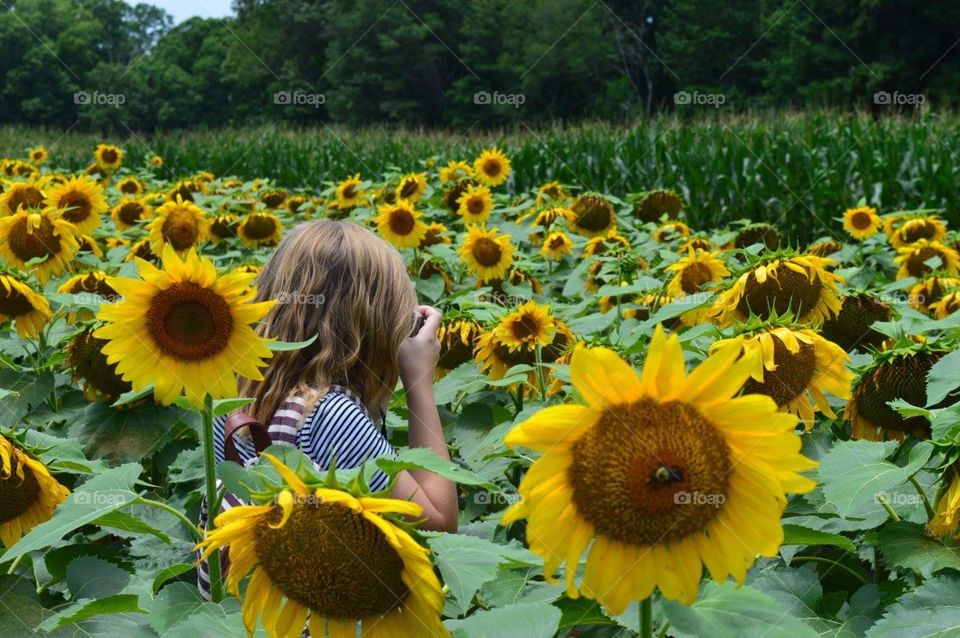 Sunflower Fields // South Carolina