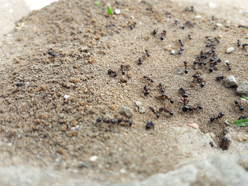 Ants