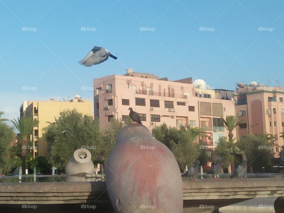 Beautiful pigeon flying over the fountain