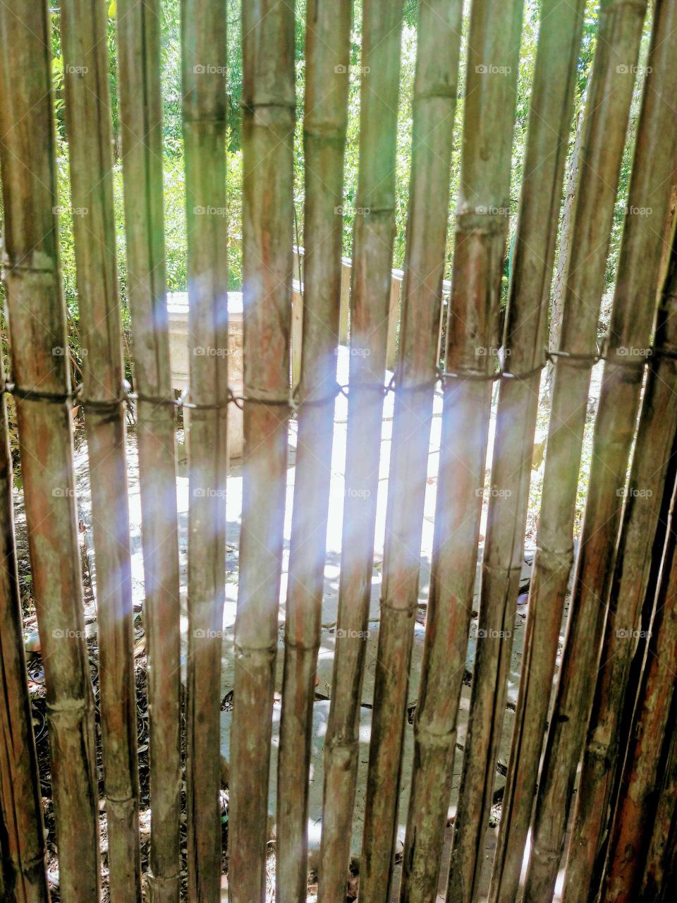 Rays through the Bamboo
