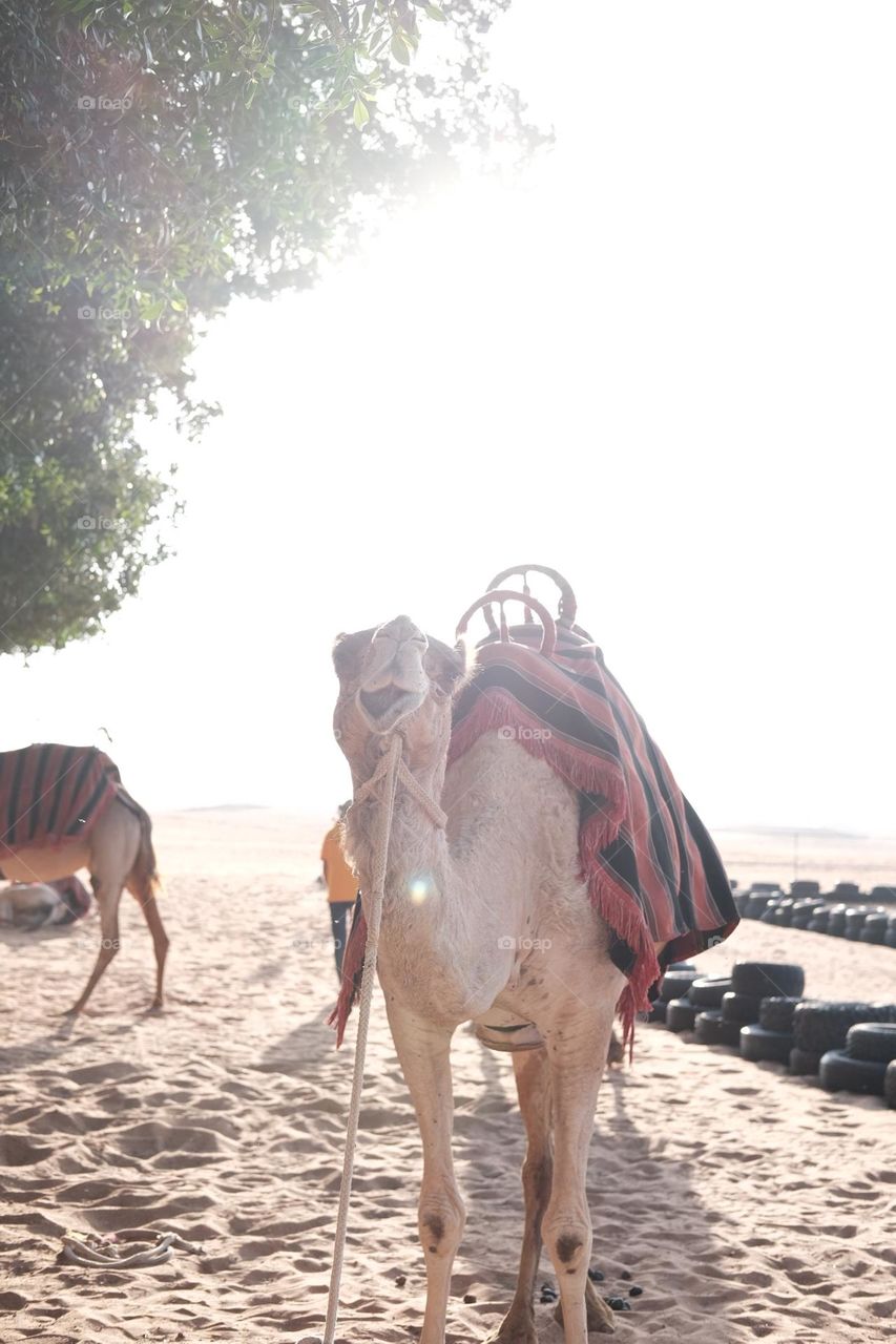 Camel in Dubai
