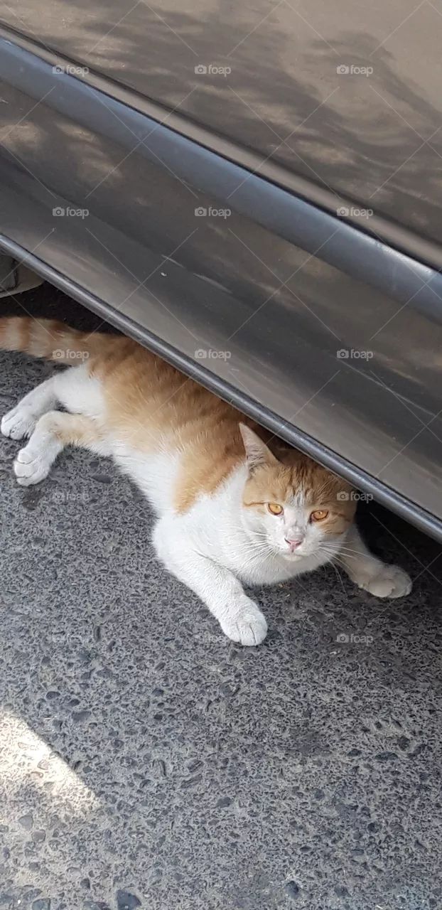 cat