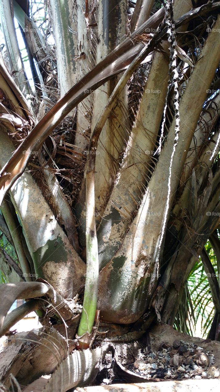 Grandes folhas do coqueiro.