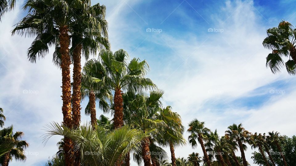 Nevada Palm. best view while tanning