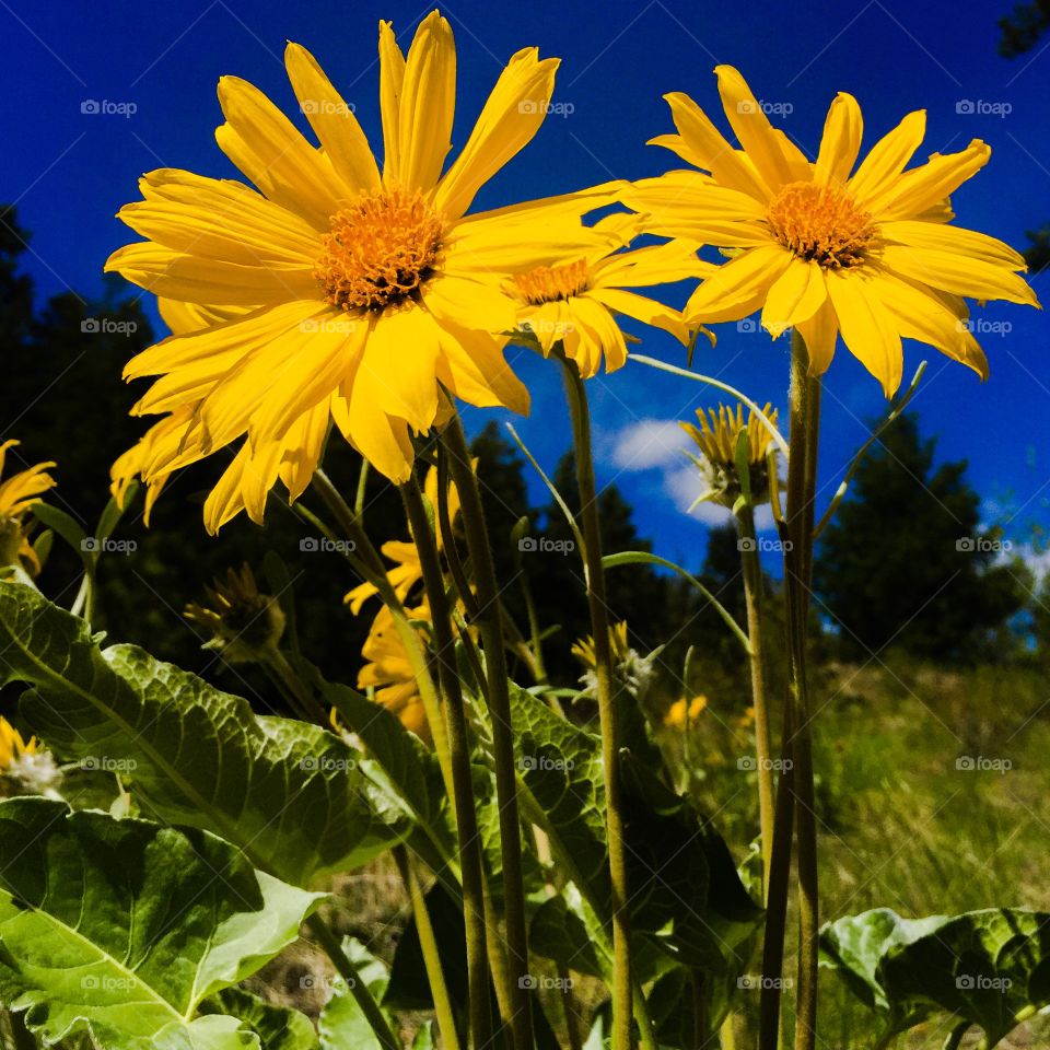 Close up of yellow spring sunflowers with bright blue sky in the background. 