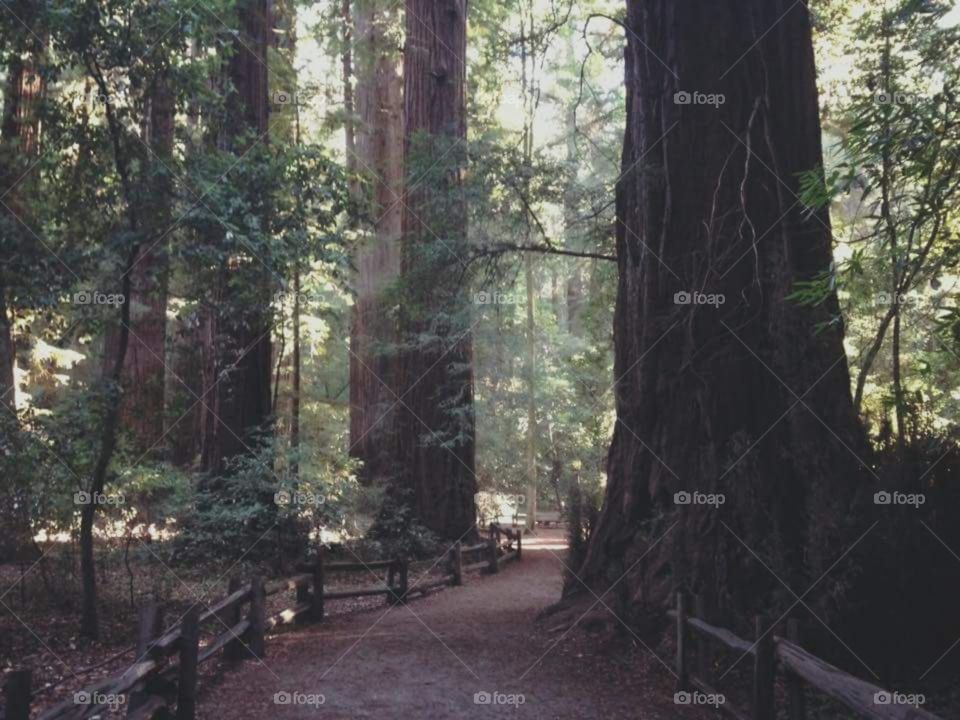 Muir Woods