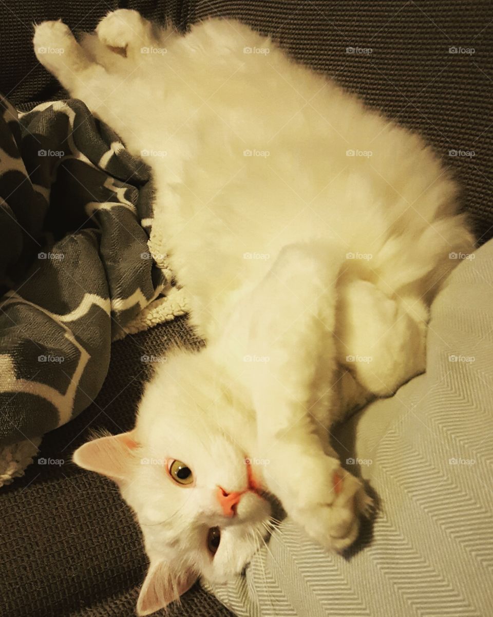 A white cat snuggles in for a lazy Saturday night.