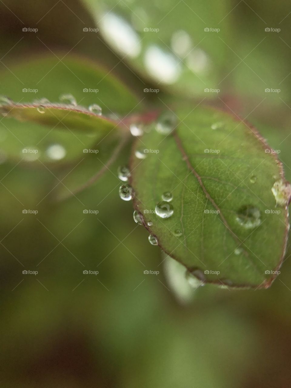 Macro drops of water on the leaves