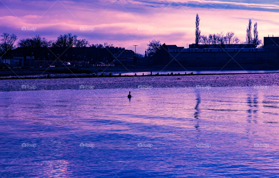 Swan in the sunset