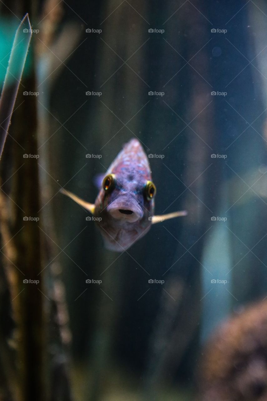 Fish in aquarium