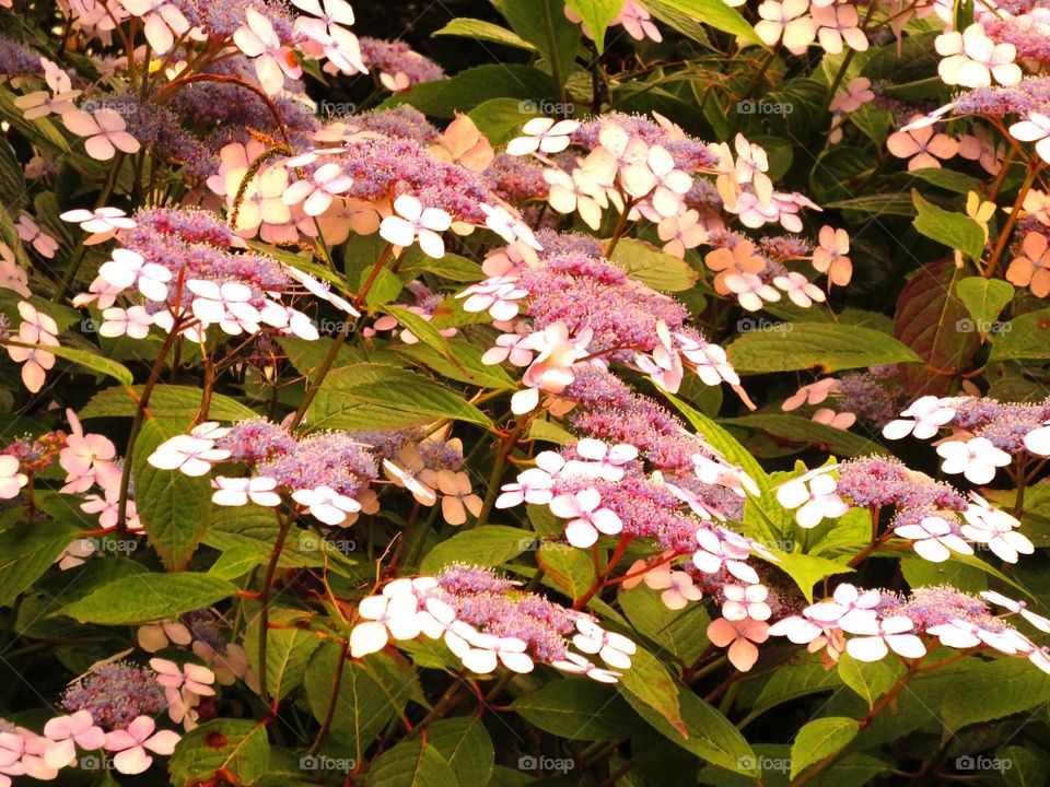 hydrangea