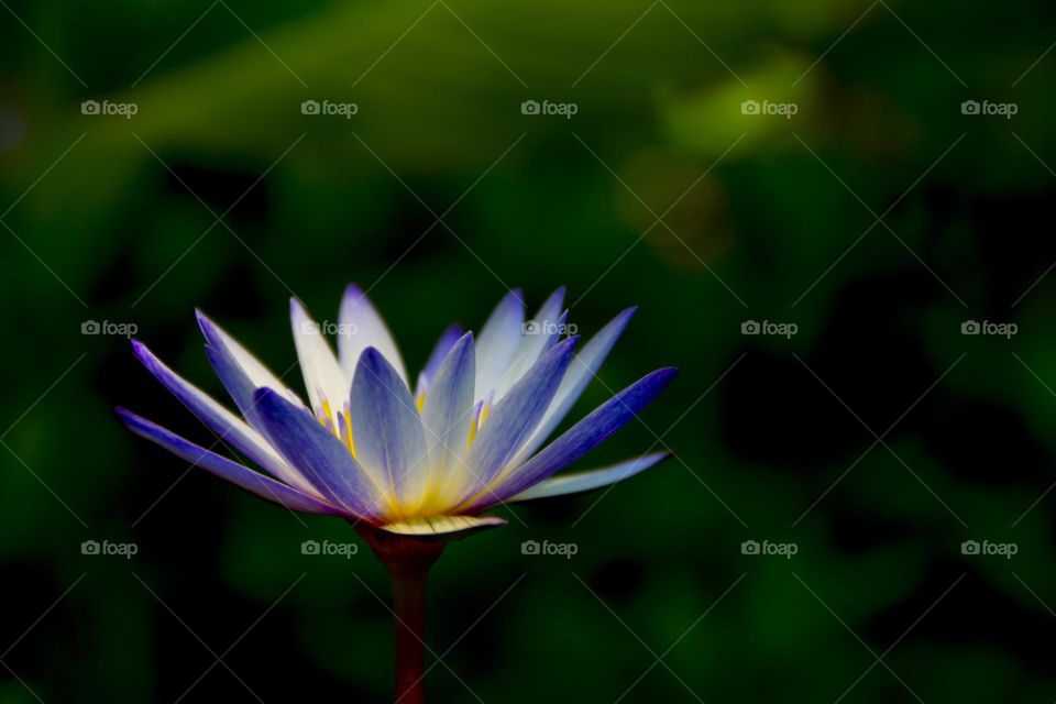 Blooming lotus, beautiful and coquettish
