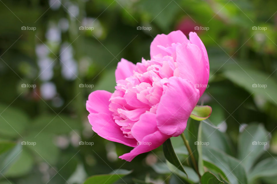 Peony, peonies, roses, pink, red, white, flowers, bouquet, summer, sun, nature. Landscape, still-life, village, flowerbed, plant, vegetation, grass, decor, fluffy, fluffy flowers, bulk flowers, plush flowers, petals, buds, leaves