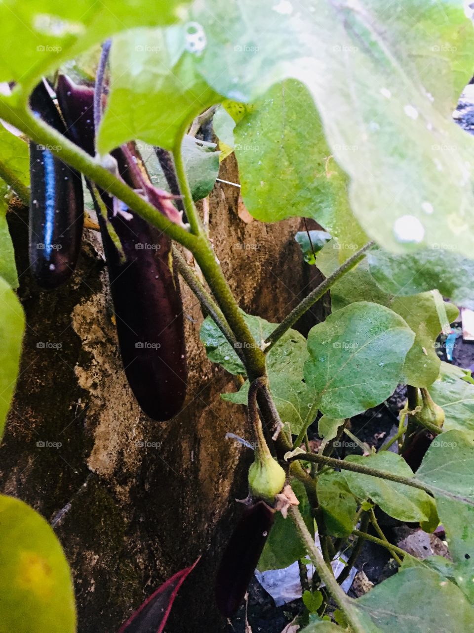 Small branch with full of eggplant carry on😊