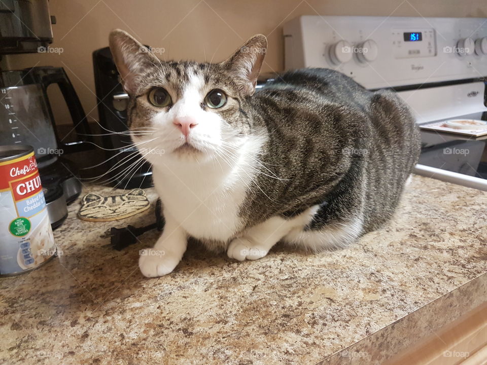 cat on the counter