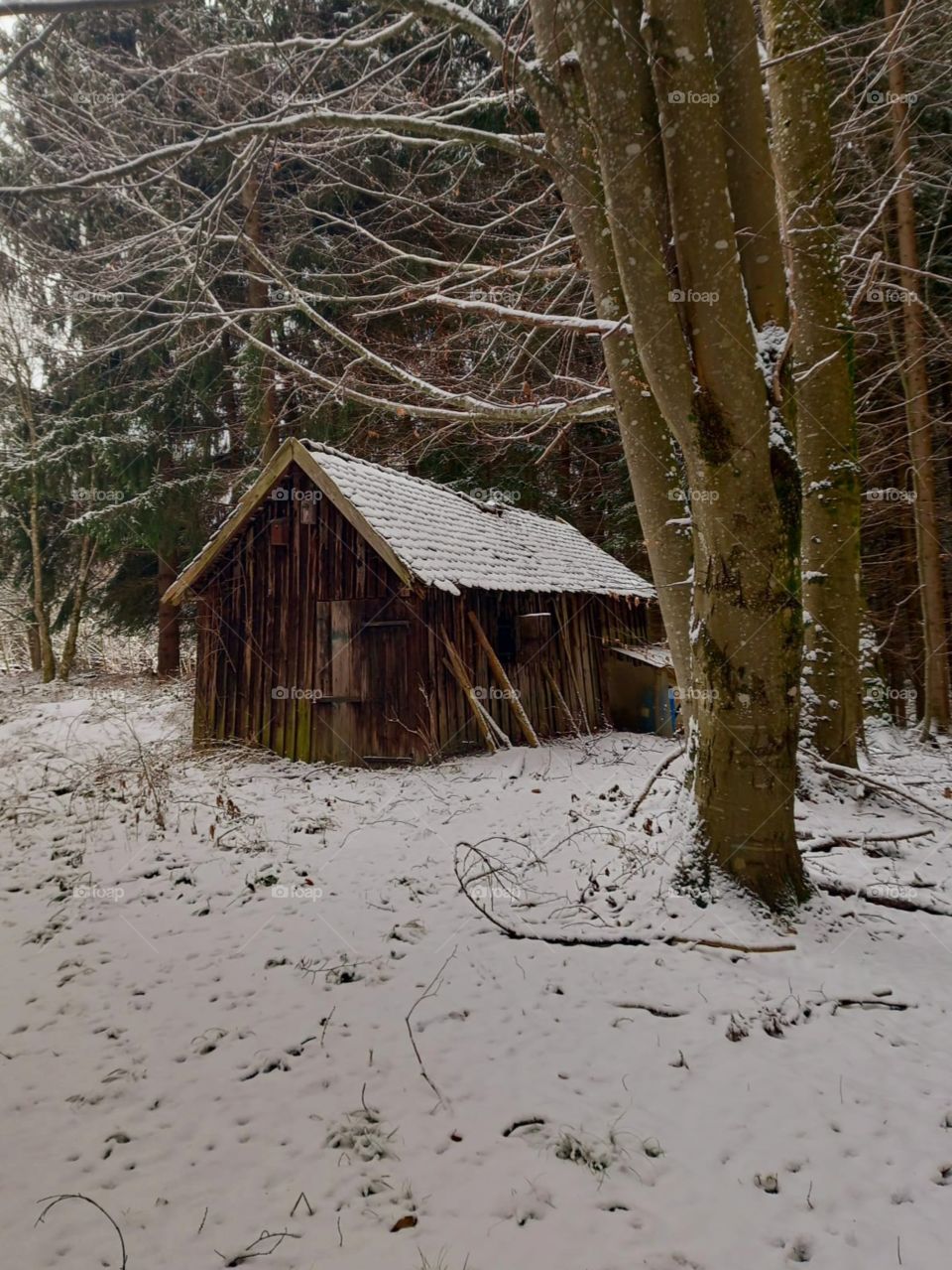Cabin in the Snowy Woods Closeup