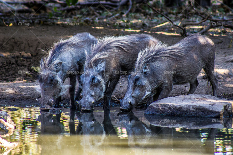 three wild boar drinking water