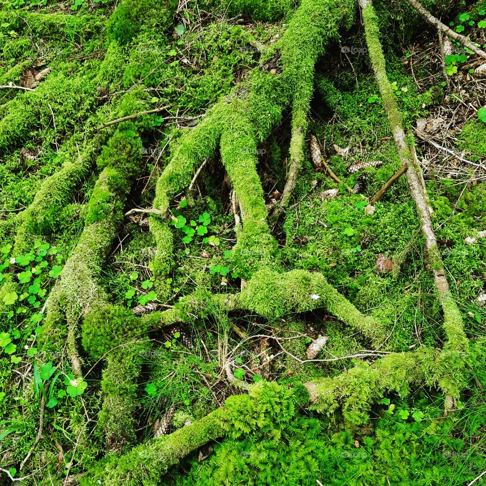 moss is green. Woods
