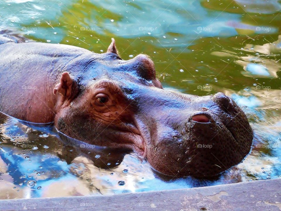 Hippo