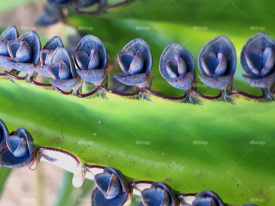 Blooming succulents in indigo