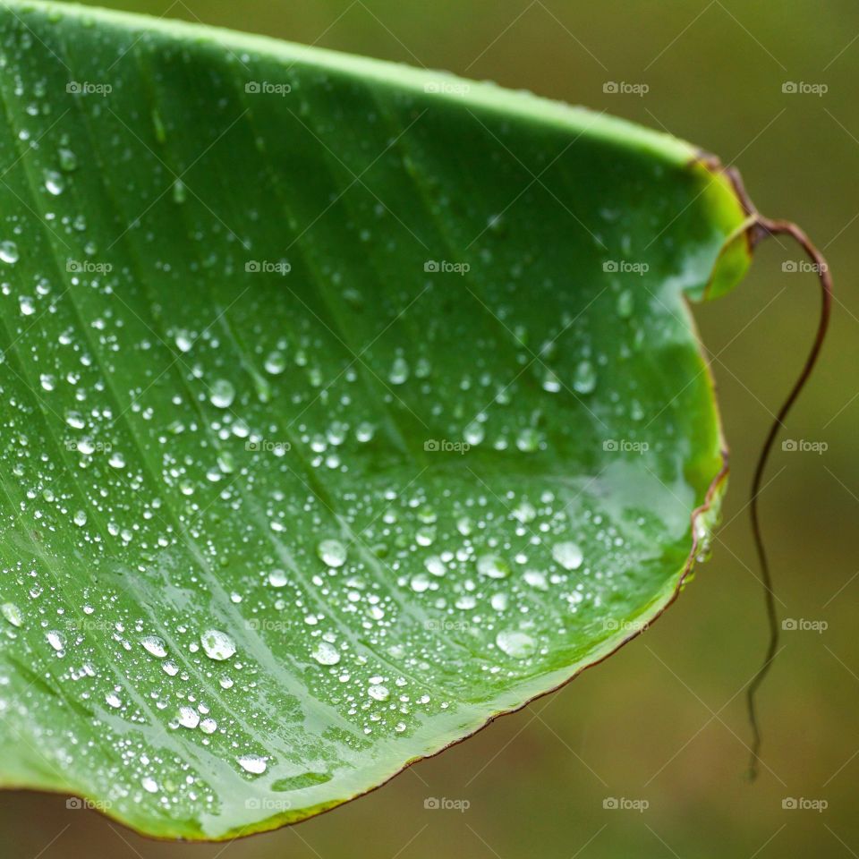 Banana leaf with rain drops