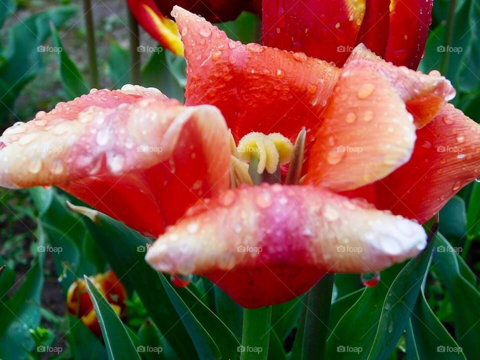 Tulip Dew