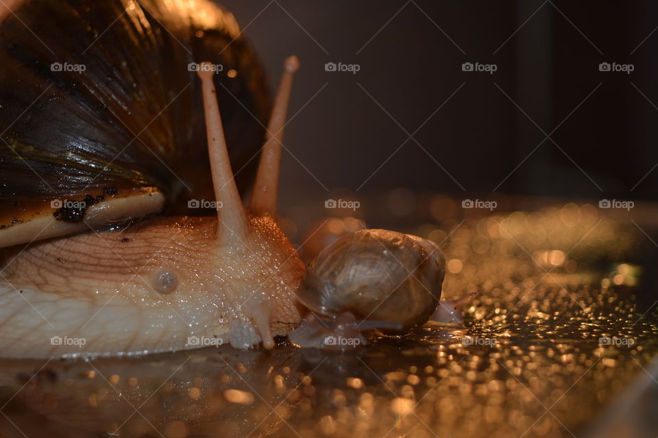 No Person, Food, Invertebrate, One, Shellfish