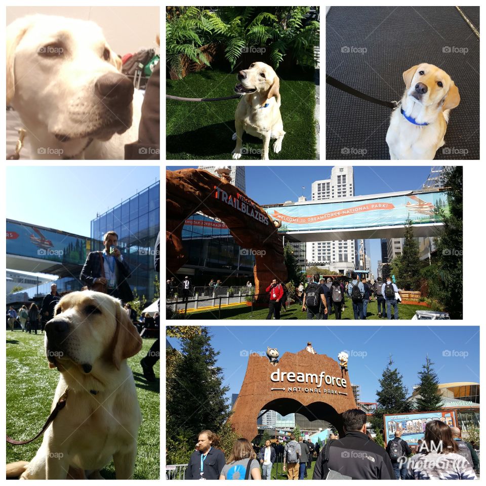 Four legged work colleagues at Dream Force Conference for SalesForce.