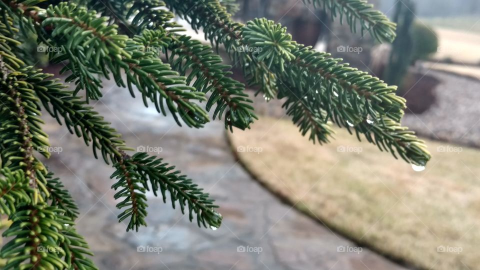 No Person, Tree, Needle, Evergreen, Conifer