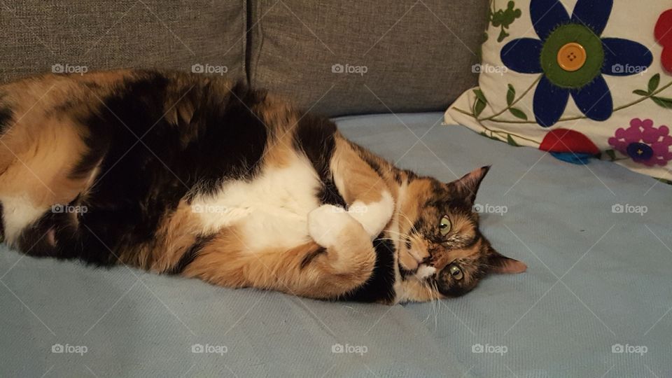 fat calico cat layingdown