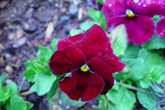 flower