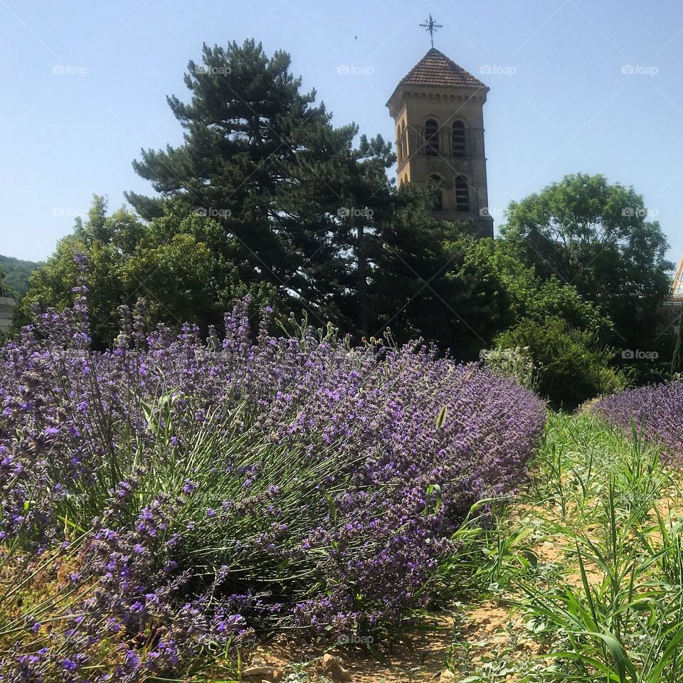 Church Tower in Lavender season