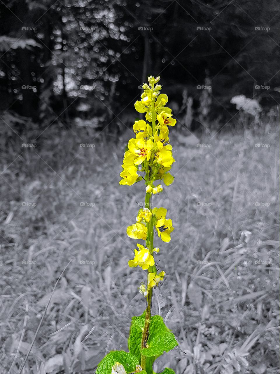 Carpatian orchid