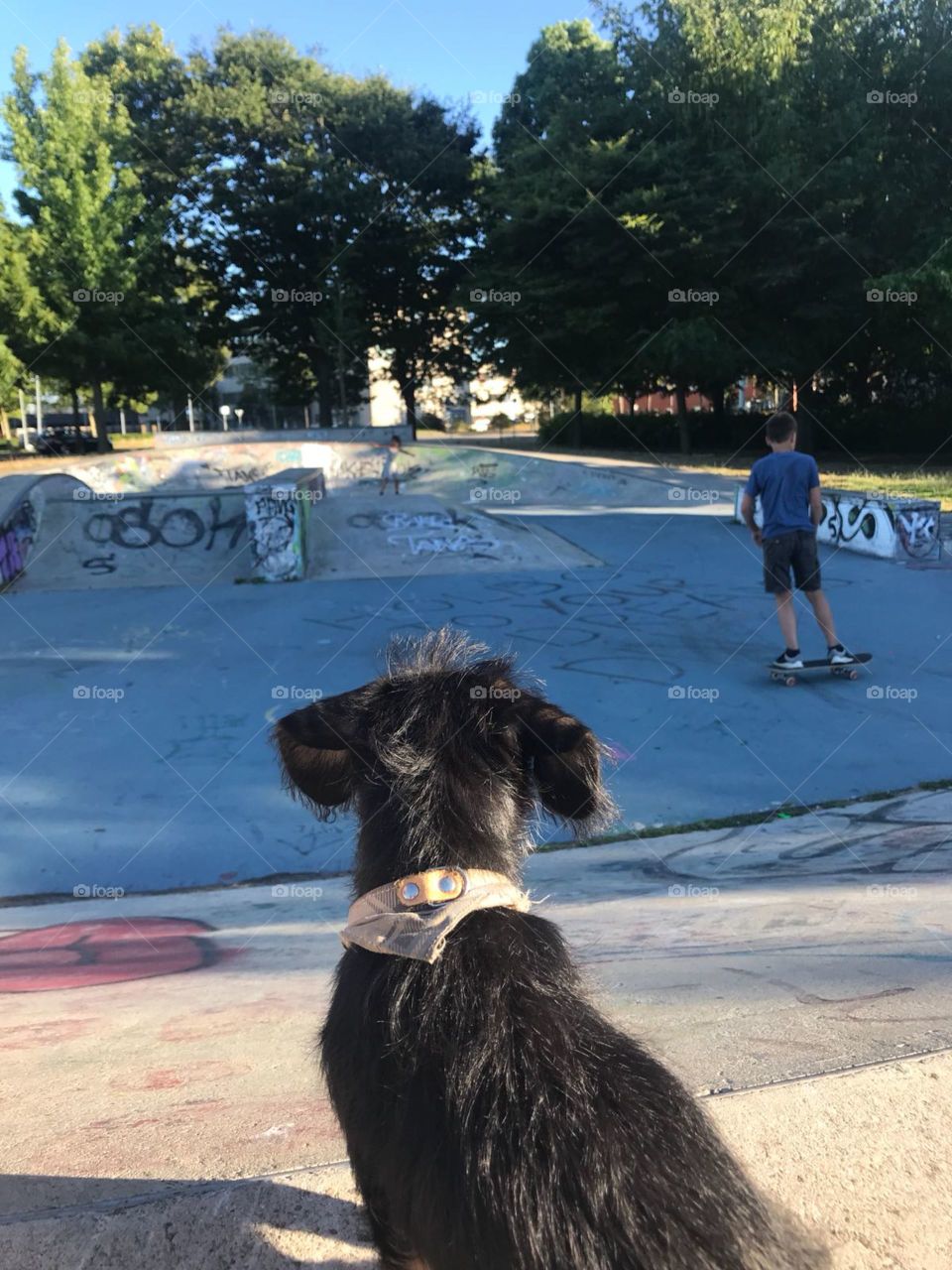 Puppy dachshund is checking out the skating kids