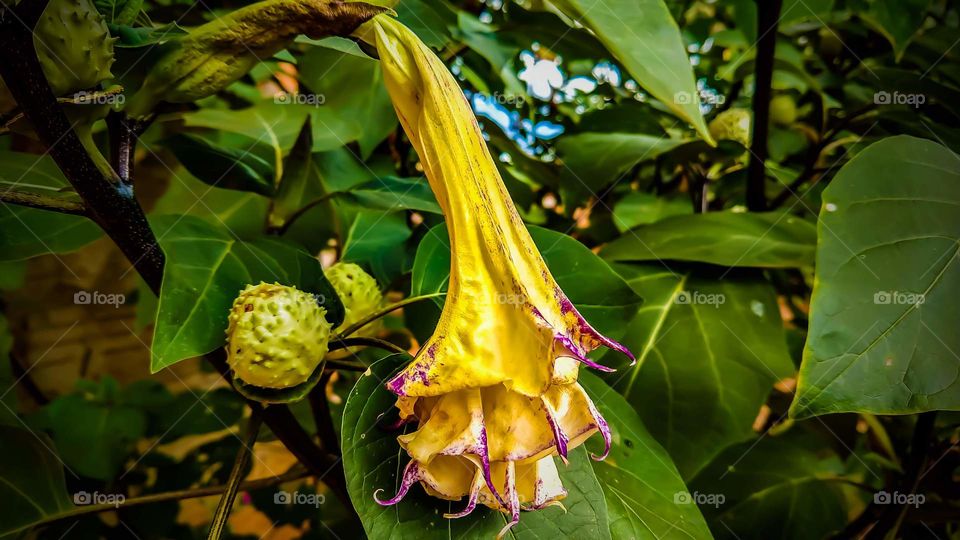 De qualquer jeito toda flor é bonita independente da planta que a faz.